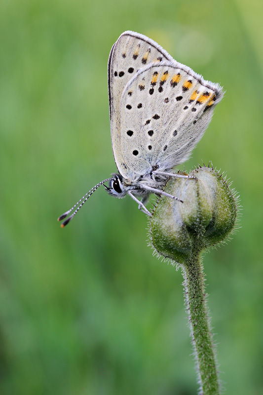 Lycaena tityrus